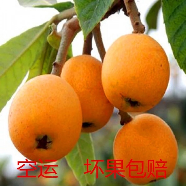 文件:涂咏梅1.jpg