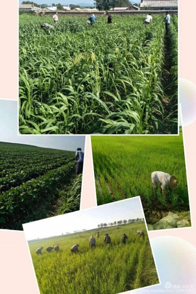 文件:原种农业7.jpg