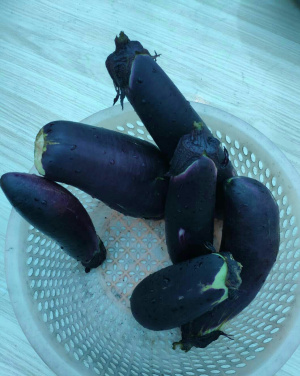 美瑞元菜园茄子1.jpg