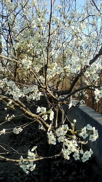 文件:梨花1.jpg